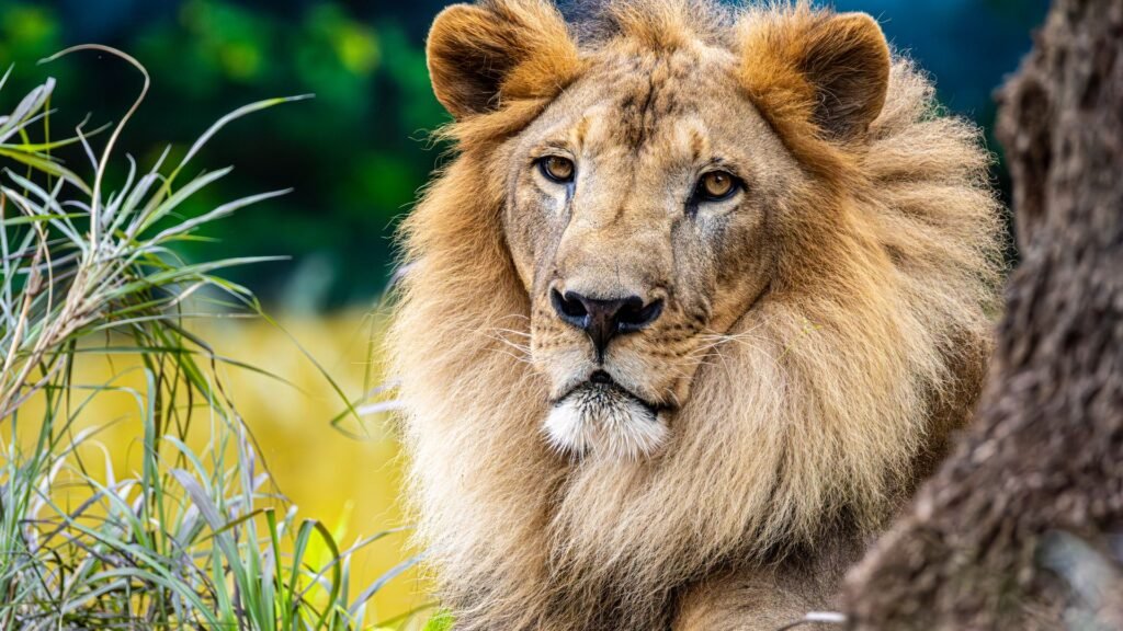 modafinil vs lions mane