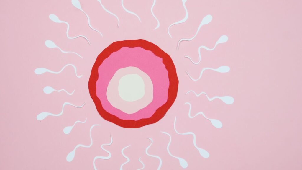 modafinil effect on fertility