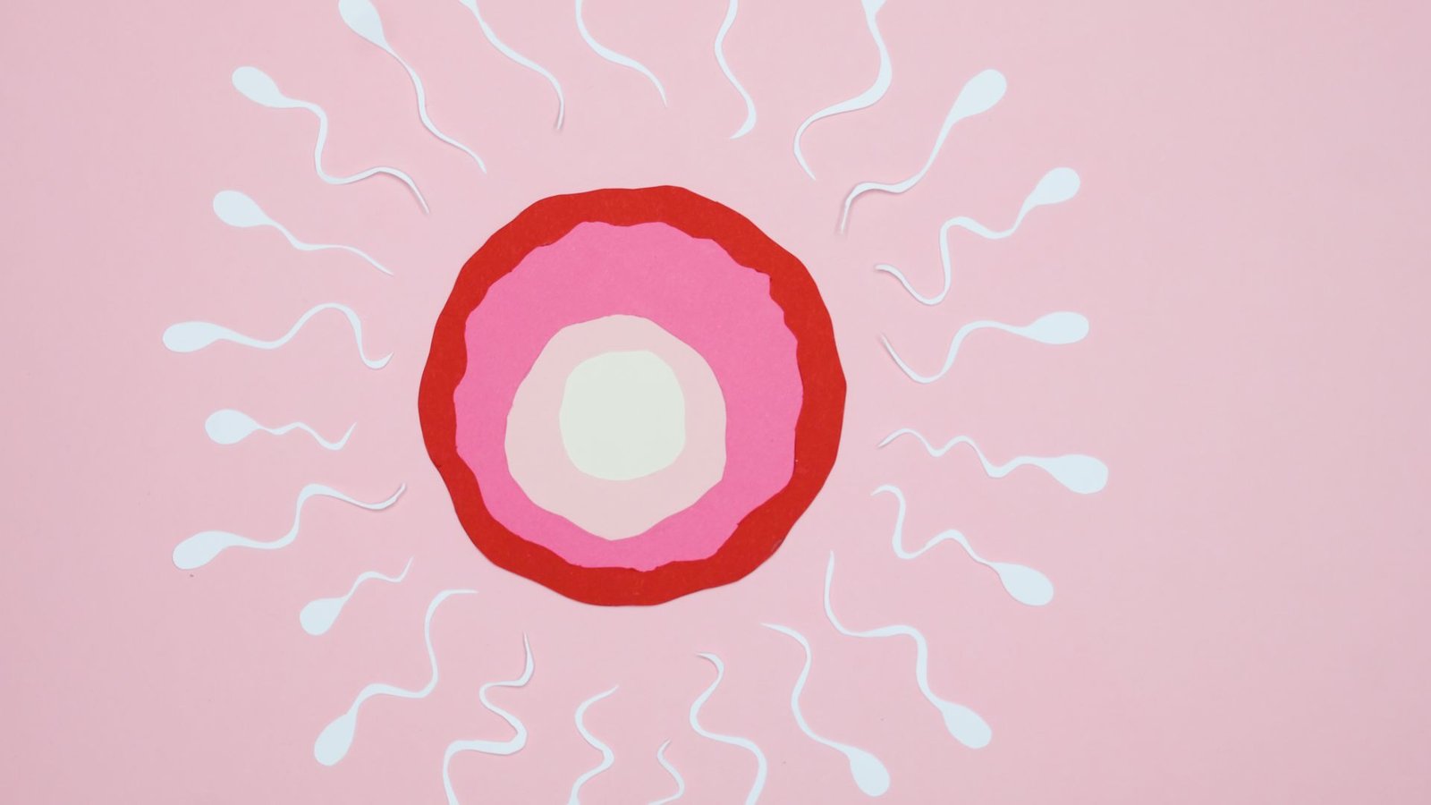 modafinil effect on fertility